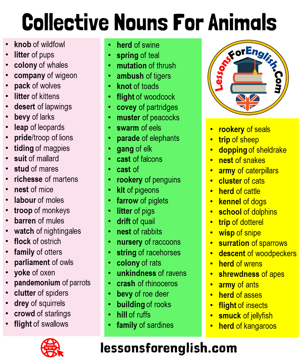 75 Collective Nouns For Animals in English - Lessons For English