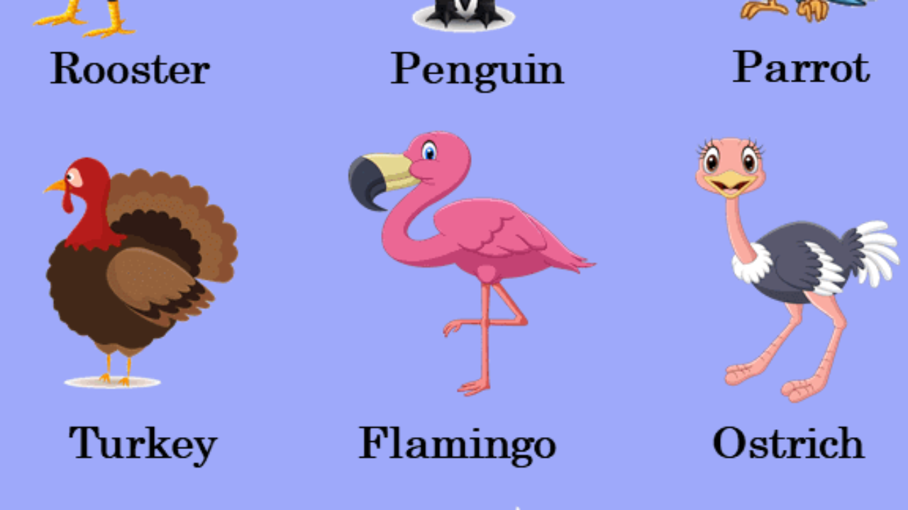 100 Birds Name in English, Definition and Example Sentences - Lessons For  English