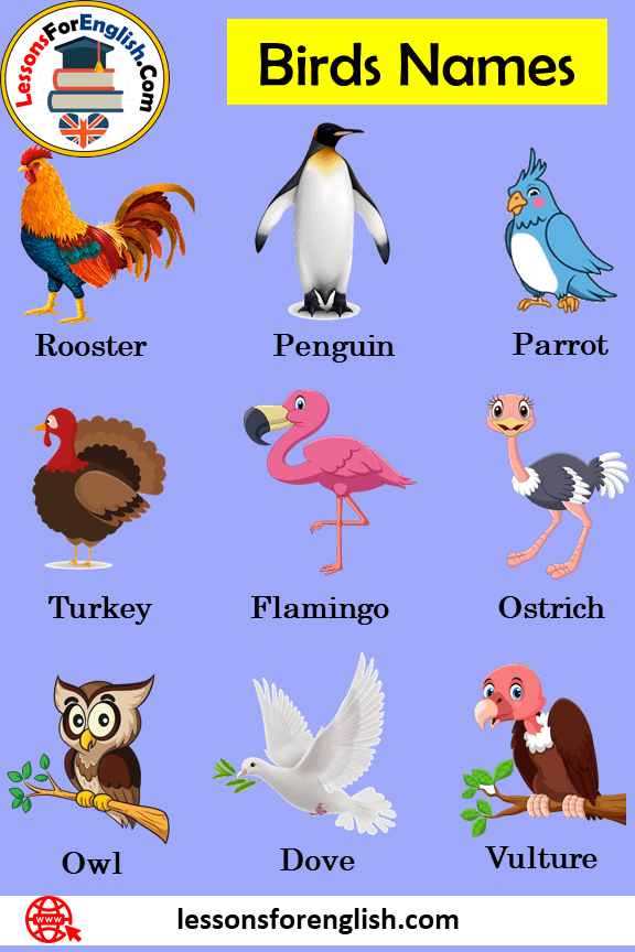 100 Birds Name in English, Definition and Example Sentences - Lessons For  English