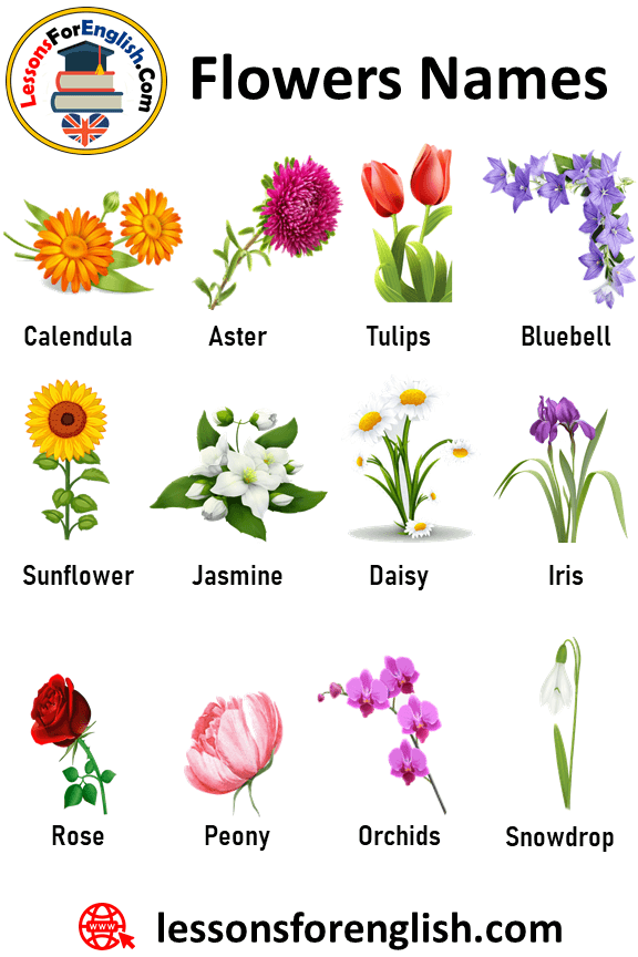 100-flowers-names-and-definitions-lessons-for-english