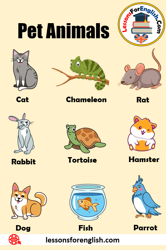 1000 Pet Animals Names, Definition and Example Sentences, Dog, Cat and  others - Lessons For English