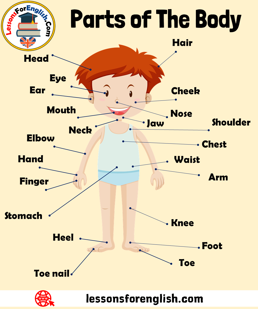 Human Body Parts Names, Organs in the Body, Expressions and Examples -  Lessons For English
