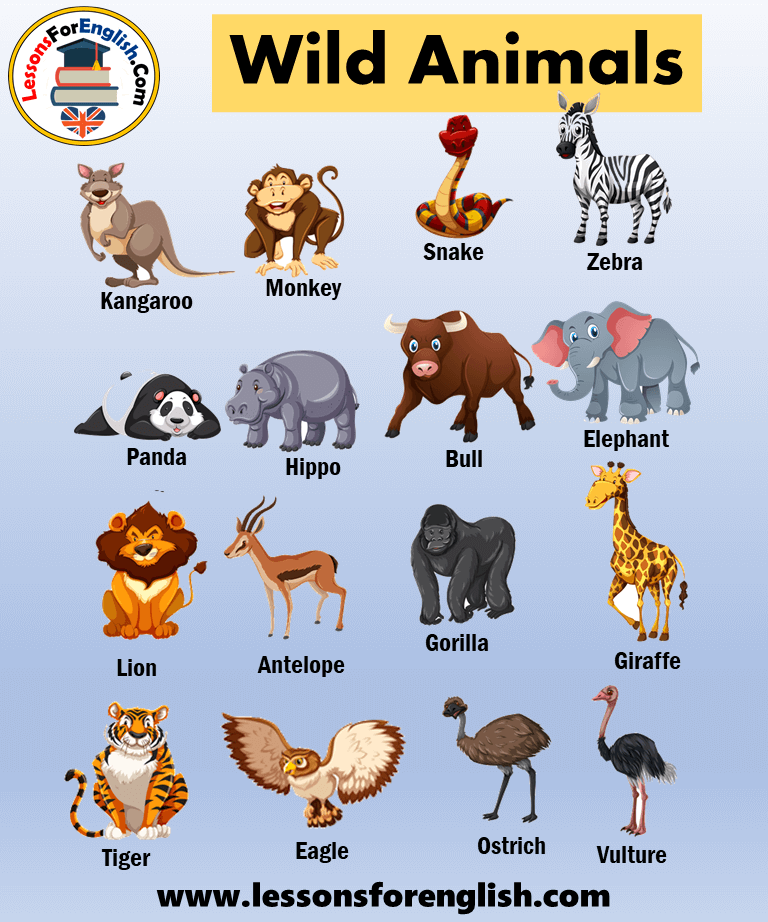 25 Wild Animals Names, Pictures and Example Sentences - Lessons For English